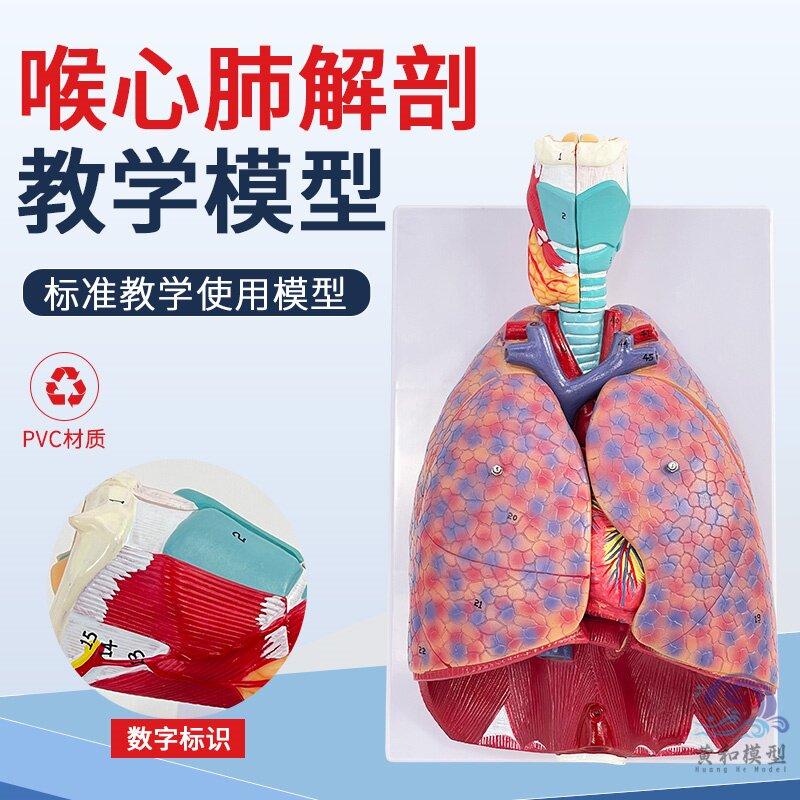 黄和模型呼吸系统喉心肺教具