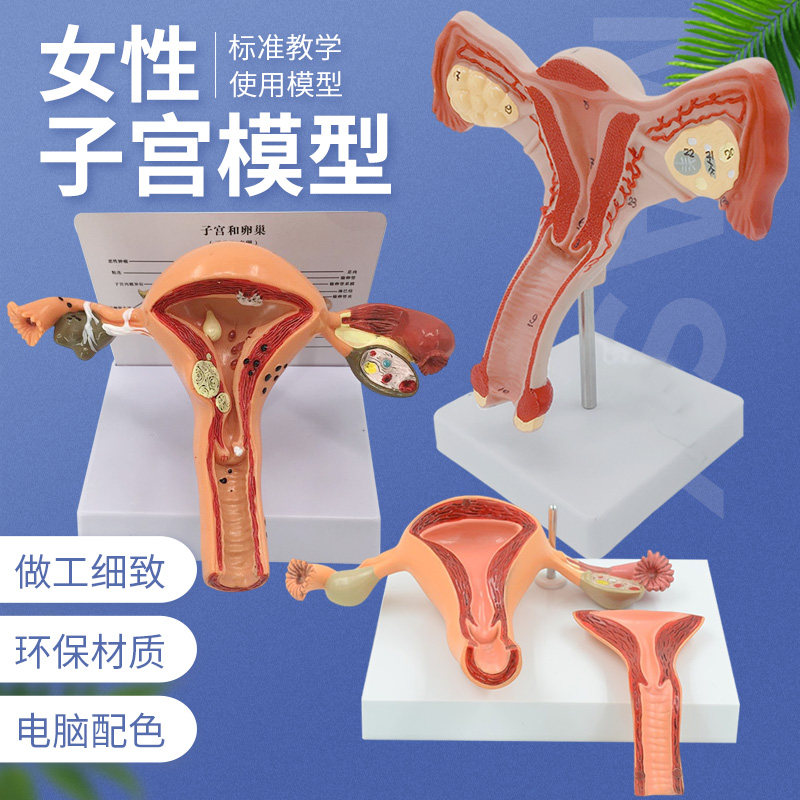 女性生殖模器模型女性生殖模器模型私密子宫模型教具妇科卵巢解剖