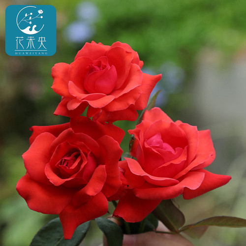 大花扇多少钱 大花扇价格 小麦优选