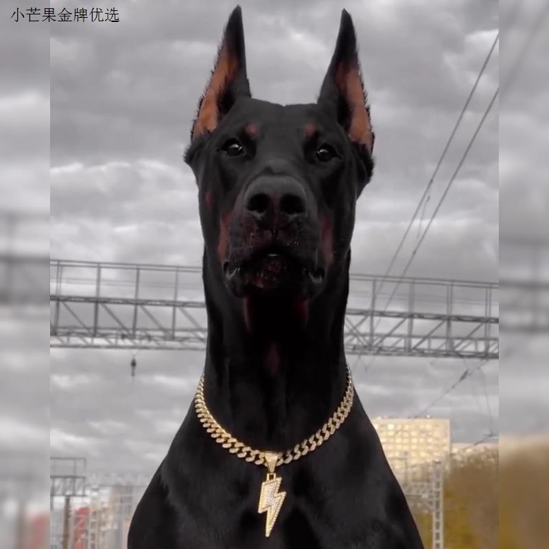 宠物狗潮流装饰金银色钻石装饰项圈闪电吊坠镶钻杜宾法斗金项链