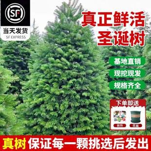 真的圣诞树真树2025新款家用装饰大型云杉盆栽圣诞节活松树诺贝松