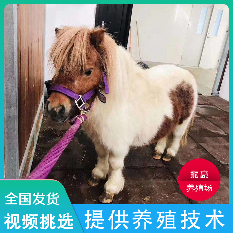 宠物马德迷你小矮马骑乘活物幼崽