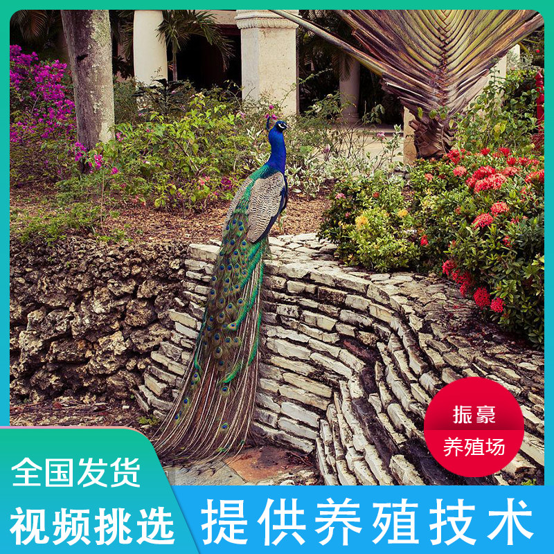 孔雀苗公母一对活孔雀蓝白孔雀孔雀苗幼鸟观赏宠物全国发货