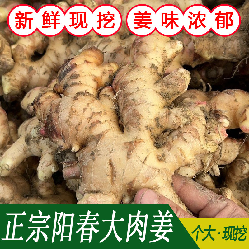 广东种植大肉姜无渣腌制用姜猪脚生姜/南姜