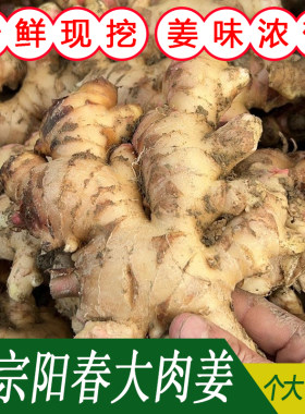 广东种植大肉姜无渣腌制用姜猪脚姜醋姜月子姜种姜 农家自种菜姜