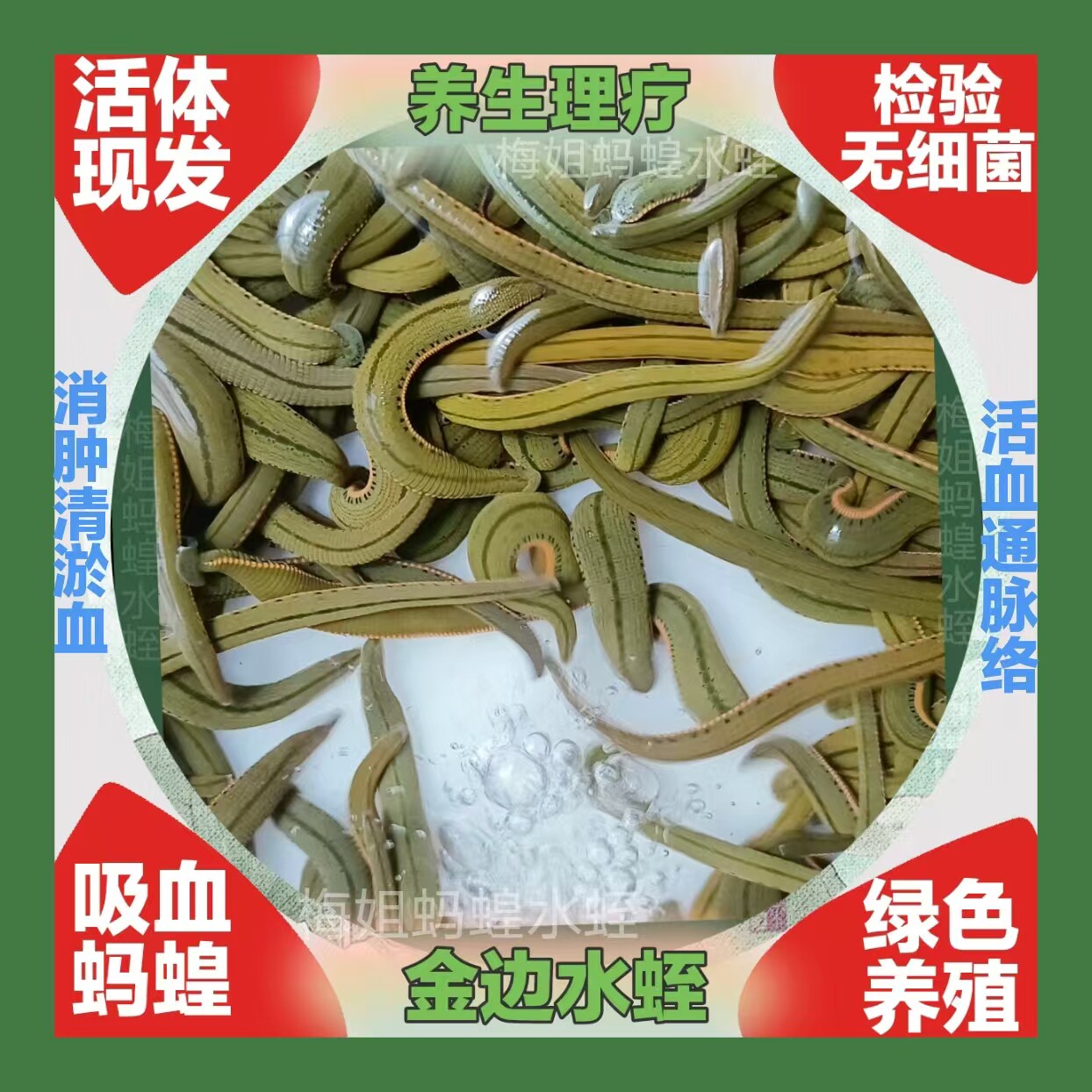 医蛭吸血蚂蝗活体水蛭活苗金边蚂特色爬宠/鸣虫