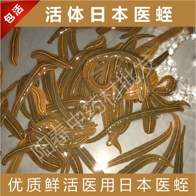 日本医蛭活体美容医疗医用水蛭蚂蟥吸血蚂蟥水族宠物活体包活