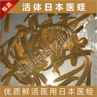 日本医蛭活体美容医疗医用水蛭蚂蟥吸血蚂蟥水族宠物活体包活