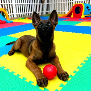 马犬幼犬高智商家养狼狗宠物狗短毛警犬霸气幼宠工作犬便宜猎犬狗