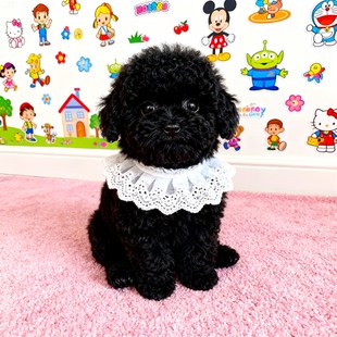 泰迪幼犬超萌可爱黑贵宾犬精品小体型狗便宜纯黑幼崽活泼网红家养
