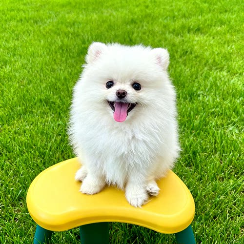 小型犬球形犬超萌便宜家养