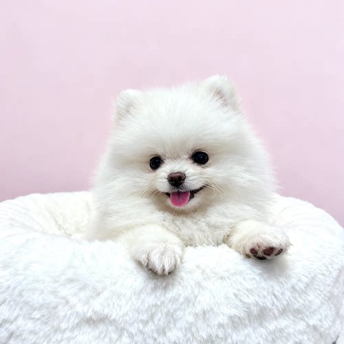 便宜小型犬球形幼崽圆脸爱飞以