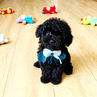 泰迪幼犬宠物幼崽小型犬便宜黑色黑泰犬长不大陪伴可爱狗精品家养