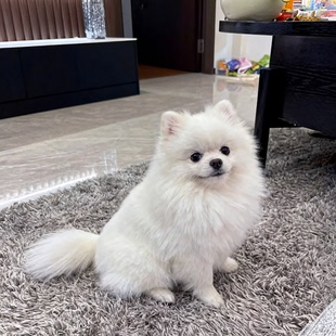 博美幼犬活物圆脸幼崽超萌黄色家养小型犬小茶杯犬迷你活体狗小体