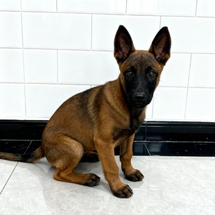 马犬幼犬幼崽活体爆红猎犬猛犬狼狗高智商狗狗便宜看家宠短毛狼狗