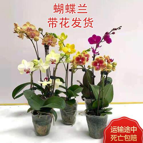 蝴蝶兰带花盆栽花苗兰花花卉