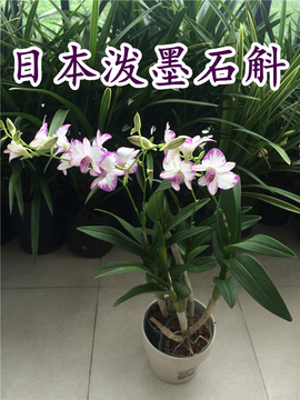 绿植日本客厅盆栽植物花卉