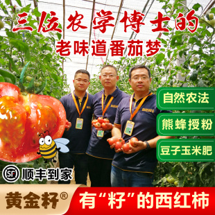 5斤新鲜黄金籽西红柿熊蜂柿子自然熟生食非铁皮番茄孕妇食用水果