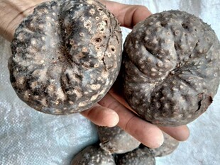 新鲜黄独 中药材黄独 黄药子