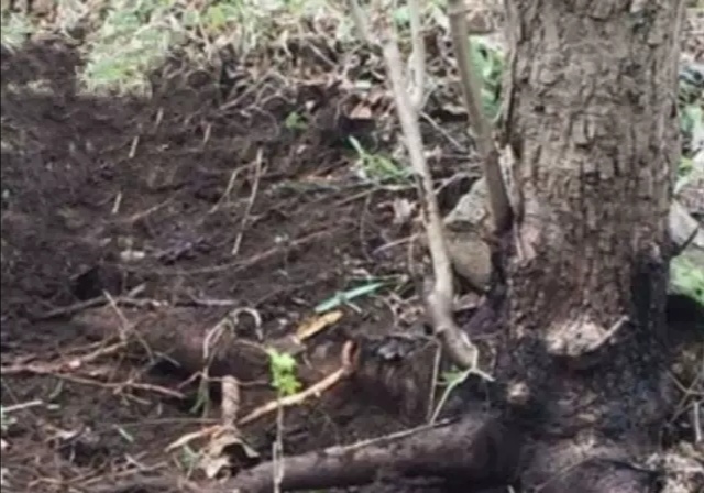 中药材核桃树根 干货 核桃树根 核桃树皮 核桃树泥土下纯根