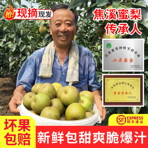 正宗焦溪蜜梨爆汁特甜