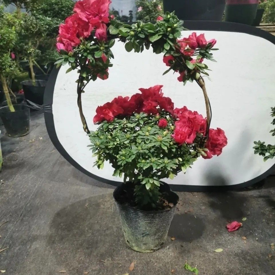 花篮造型杜鹃花比利时西洋鹃红色杨梅红盆景一树成型绿植盆栽,鲜花速递/花卉仿真/绿植园艺,时令草本花卉,淘宝优惠券,粉丝福利购,淘宝优惠卷