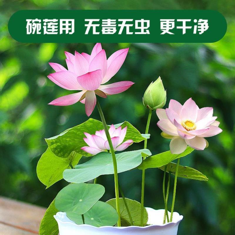 荷塘泥铜钱草碗莲专用泥荷花睡莲泥土块塘泥块淤泥河泥营养泥土#