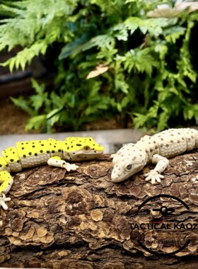 DIY定制-Leopard Geckos可动豹纹守宫模型全关节一体摆动 184mm