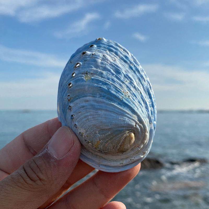天然贝壳稀有新西兰蓝色鲍鱼壳鱼缸造景装饰创意家居橱窗收藏摆件,家居饰品,海螺/贝壳/珊瑚,淘宝优惠券,粉丝福利购,淘宝优惠卷