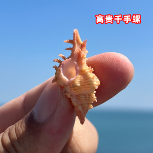 精选稀有天然海螺贝壳标本螺高贵千手螺装饰品收藏造景拍摄道具