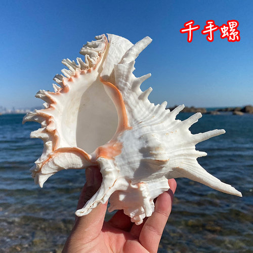 超大千手螺菊花螺摆件天然海螺贝壳鱼缸装饰品水族箱造景海边礼品