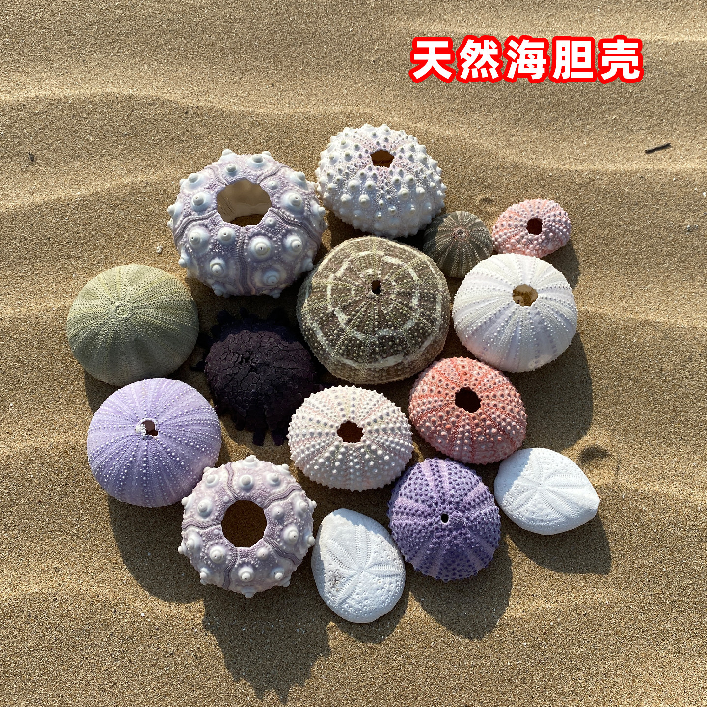 天然海胆壳创意手工diy小夜灯材料装饰空气凤梨多肉花盆不能泡水,家居饰品,海螺/贝壳/珊瑚,淘宝优惠券,粉丝福利购,淘宝优惠卷