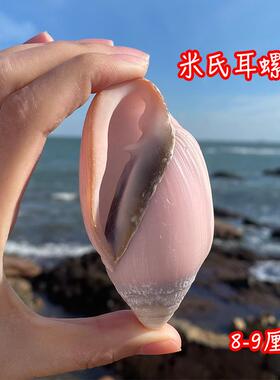 米氏耳螺海螺贝壳天然稀有收藏标本螺壳自然颜色替换壳鱼缸造景