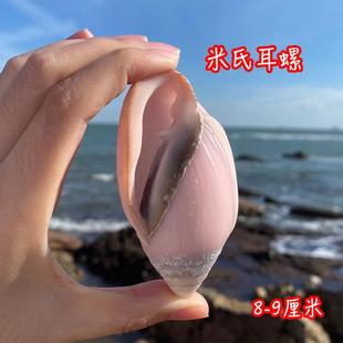 米氏耳螺海螺贝壳天然稀有收藏标本螺壳自然颜色替换壳鱼缸造景