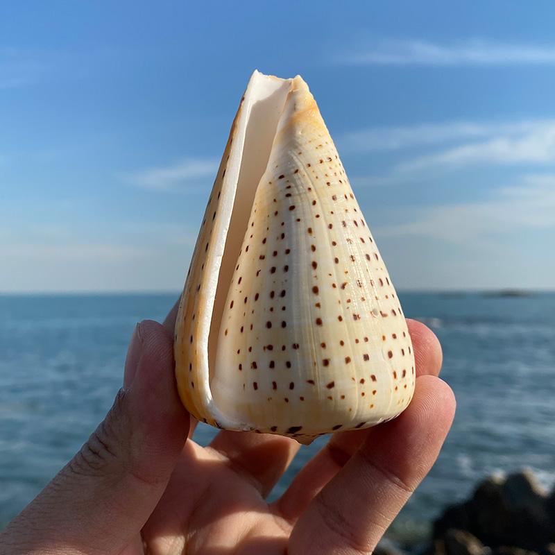 天然海螺贝壳玉米螺大号海螺贝壳摆件鱼缸家居装饰收藏海洋礼物