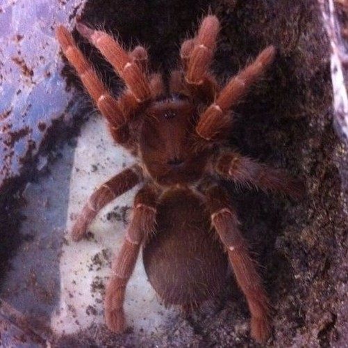 非洲橙巴布/橙巴布/C8宠物蜘蛛活体另有巴西巨人金直间所罗门|msdalam kategori haiwan peliharaan/makanan haiwan dan bekalan, Reptilia/Serangga dan bekalan Ming, labah-labah - dari Buy2taobao.com untuk memberikan perkhidmatan ejen Taobao profesional membeli