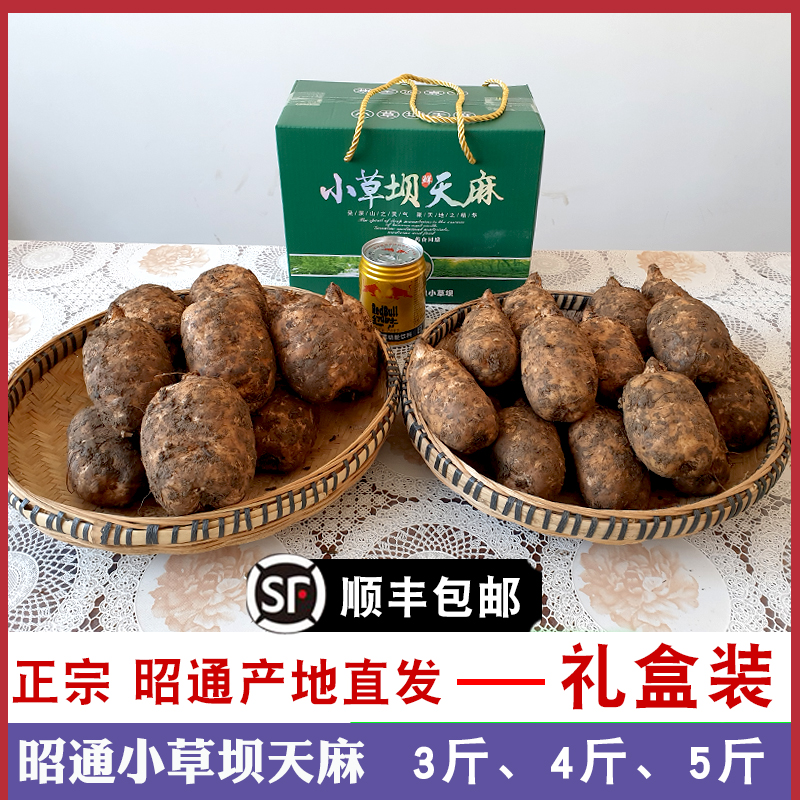 【礼盒装】昭通天麻新鲜现挖乌天麻小草坝2-3个500g仿野生云南
