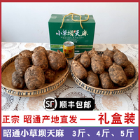 禮盒裝昭通新鮮天麻現(xiàn)挖發(fā)貨