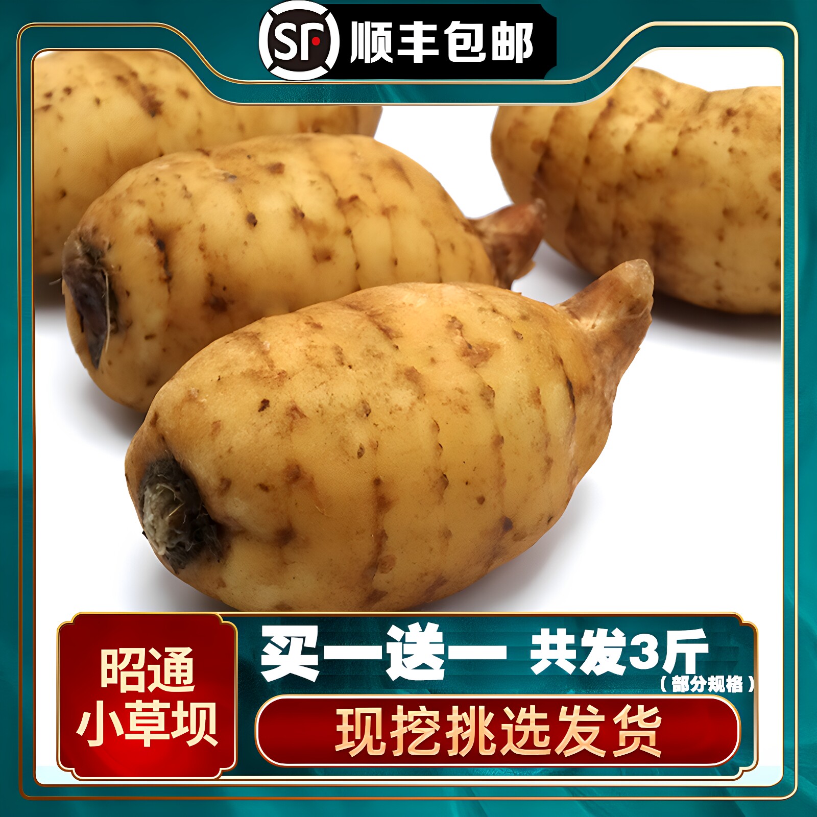 2026年云南昭通新鲜天麻小草坝现挖生天麻活当季大天麻仿野生环境