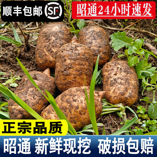草伊颜云南昭通新鲜仿野生天麻