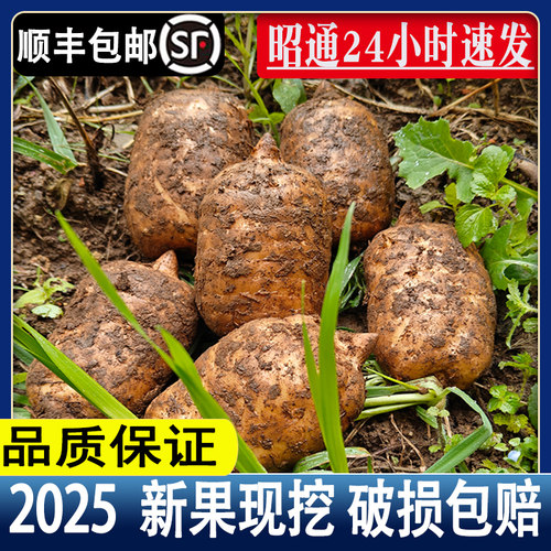 2025顺丰昭通直发】昭通新鲜天麻云南彷野生种植小草坝现挖鲜天麻