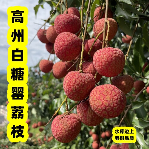 新鲜现摘不泡药带少量枝叶发顺丰京东广东茂名高州白糖罂荔枝