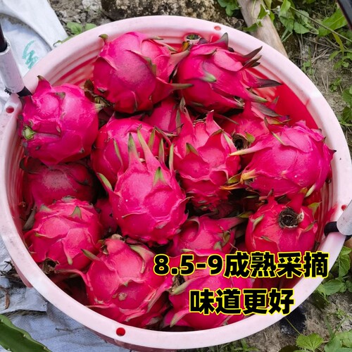 采摘成熟度高甜度更高健康