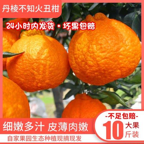 丹棱特大果应季不知火丑橘包邮