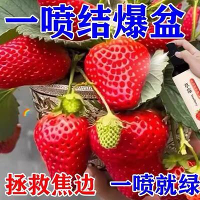 柠檬树专用肥料防掉叶黄叶不结果催芽促花保果香水柠檬专用营养液
