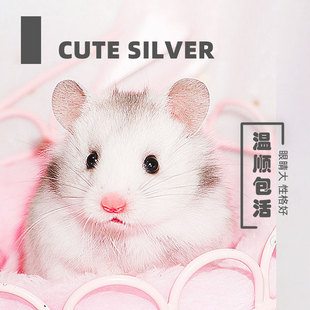 长毛金丝熊家养温顺纯银金丝鼠银狐健康活物包活好养活物宠物仓鼠