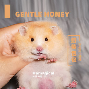 长毛金丝熊家养温顺面纹蜜色金丝鼠健康活物包活好养不臭宠物仓鼠