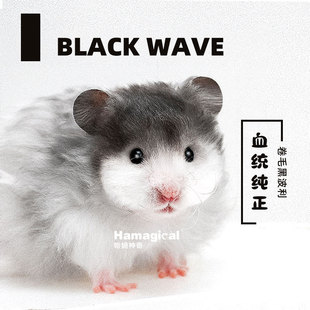 哈姆神奇卷毛黑波利纹长毛金丝熊波利纹熊上手小宠物金丝鼠活物