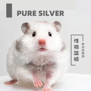 卷毛金丝熊家养温顺长毛纯银金丝鼠健康活物健康包活小宠物仓鼠