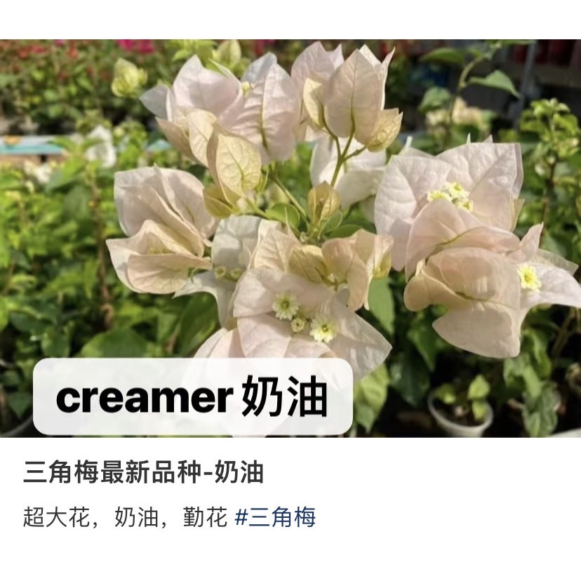 【超新品奶油】三角梅袋苗新品种稀有花色阳台庭院基地直发包对版